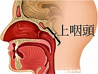 上咽頭の図解
